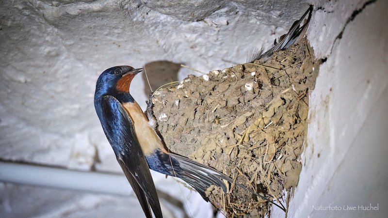 Rettet die Vögel, wir brauchen sie!