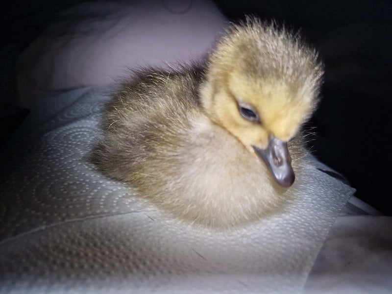 Singvogelhilfe Selfkant des Nabu Selfkant